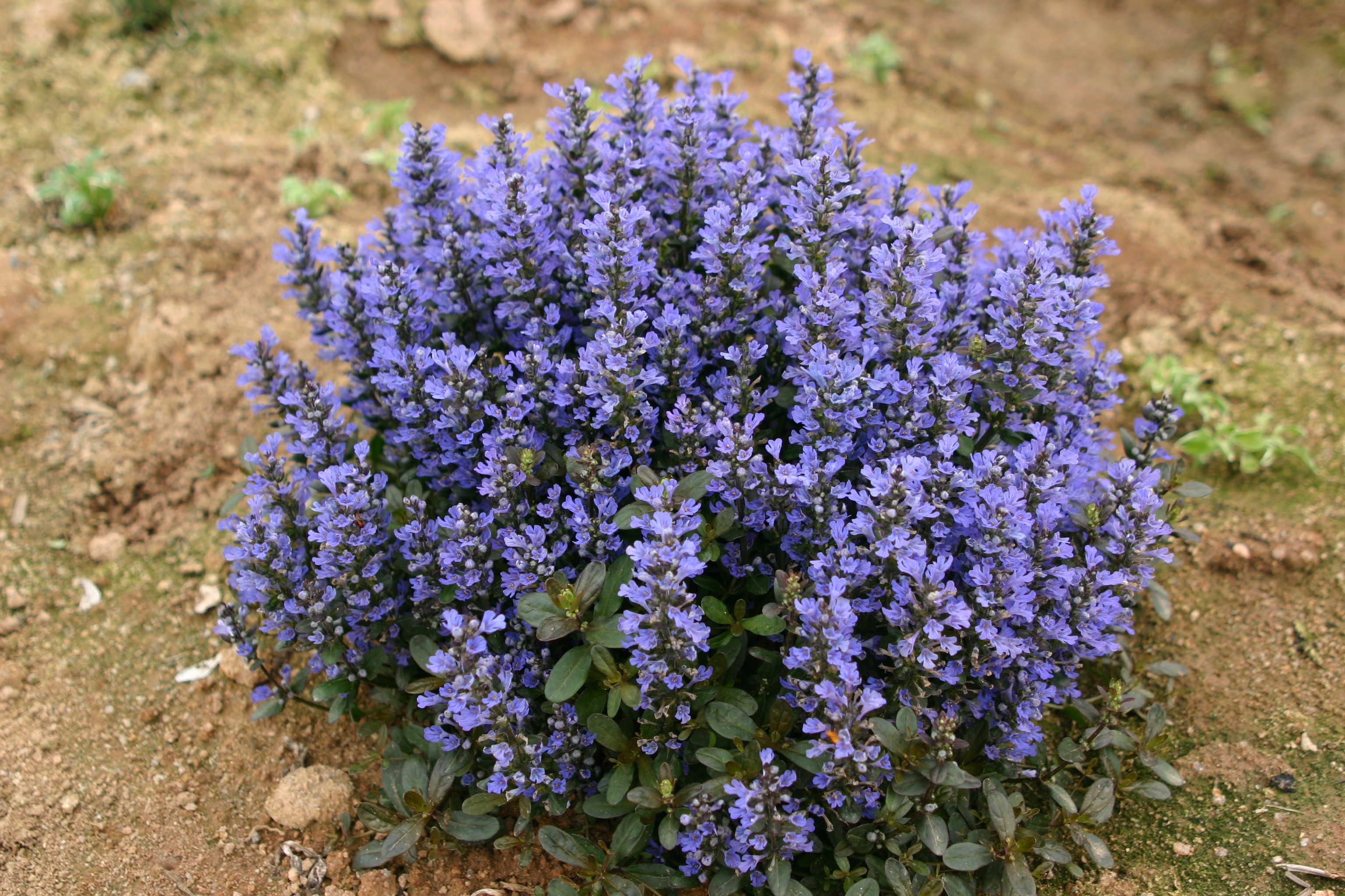 Ajuga reptans 'Chocolate Chip'